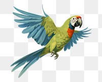 PNG Parrot animal macaw bird. 