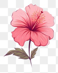 PNG Flower hibiscus plant  