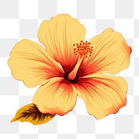 PNG Flower hibiscus petal plant. 