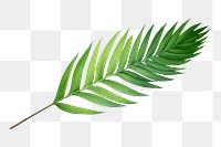 PNG Leaf plant fern  