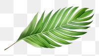 PNG Leaf plant tree  