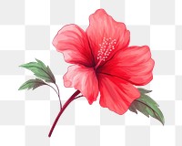 PNG Flower hibiscus plant red. 