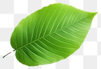 PNG  Green Leaf leaf plant green. AI generated Image by rawpixel.