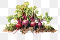 PNG  Beets plant vegetable food agriculture. AI generated Image by rawpixel.