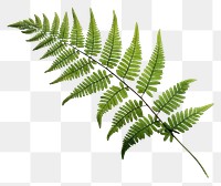 PNG  Fern plant leaf freshness. AI generated Image by rawpixel.