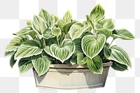 PNG  Hostas plant leaf houseplant. AI generated Image by rawpixel.