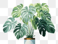 PNG  Split Leaf Philodendron leaf plant houseplant. AI generated Image by rawpixel.