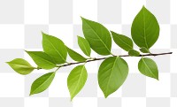 PNG  Jasmine leaf plant tree white background. AI generated Image by rawpixel.