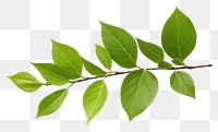 PNG Jasmine leaf plant tree  