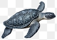 PNG Turtle reptile animal  