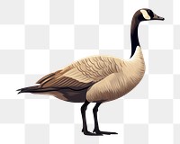 PNG A canada goose animal bird  