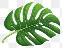 PNG A monstera leaf plant freshness. 