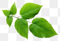 PNG Muntingia calabura leafe plant herbs  