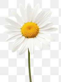 PNG White daisy flower plant white. 