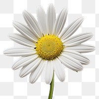 PNG White daisy blossom flower petal. 