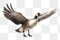 PNG A canada goose flying animal bird. 