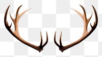 PNG Isolated Deer antlers white background moustache kangaroo. 