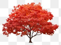 PNG  Maple maple tree plant. AI generated Image by rawpixel.