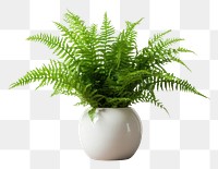 PNG  Boston Fern fern plant leaf. AI generated Image by rawpixel.