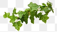 PNG  English Ivy ivy plant leaf. 