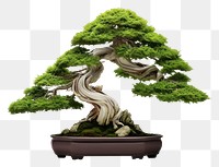 PNG  Juniper Bonsai bonsai plant tree. 