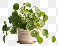 PNG  Pilea plant leaf houseplant