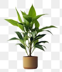 PNG  Plant leaf houseplant freshness. 