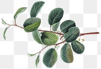 Leaf illustration png, aesthetic element, transparent background