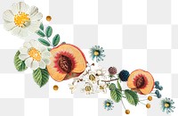 Botanical illustration png, aesthetic element, transparent background