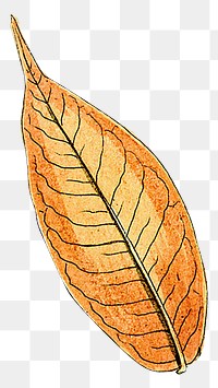 Brown leaf png vintage illustration, transparent background