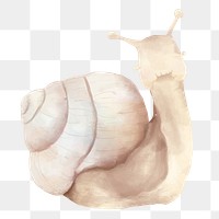PNG snail watercolor element on transparent background 