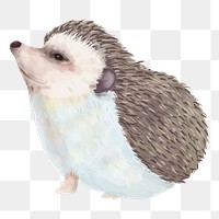PNG hedgehog watercolor element on transparent background 