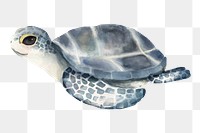 PNG baby turtle watercolor element on transparent background 