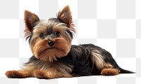 PNG Small yorkshire terrier lying down mammal animal pet. 