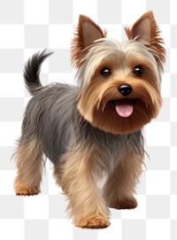 PNG Purebred yorkshire terrier walking mammal animal pet. 