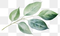 PNG Eucalyptus leaf plant tree white background. 