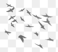 PNG Bird shadow effect, transparent background