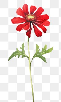 PNG  Red flower dahlia petal plant. AI generated Image by rawpixel.