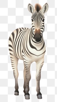 PNG Zebra wildlife animal mammal. AI generated Image by rawpixel.