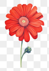 PNG  Red flower petal plant daisy. AI generated Image by rawpixel.