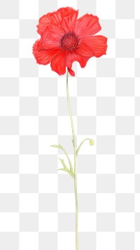 PNG  Red flower poppy petal plant. AI generated Image by rawpixel.