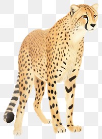 PNG Cheetah wildlife animal mammal. AI generated Image by rawpixel.