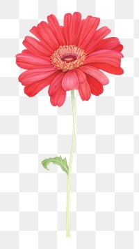 PNG  Red flower petal plant daisy. AI generated Image by rawpixel.