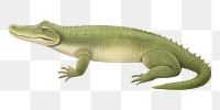 PNG Crocodile reptile animal lizard. 