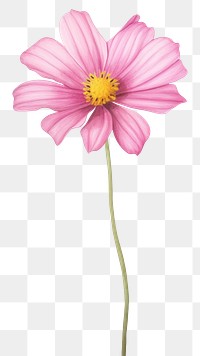 PNG  Pink flower blossom drawing dahlia. 