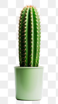 PNG Cactus plant white background houseplant. AI generated Image by rawpixel.