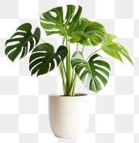 PNG Decorative monstera tree planted white ceramic leaf houseplant freshness