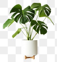 PNG Decorative monstera tree planted white ceramic leaf vase white background. AI generated Image by rawpixel.