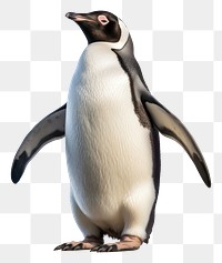 PNG Emporer penguin animal bird white background