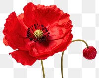 PNG Poppy flower blossom plant rose. AI generated Image by rawpixel.